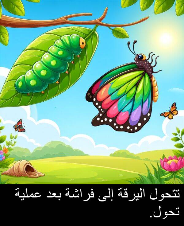 تتحول: تتحول اليرقة إلى فراشة بعد عملية تحول.