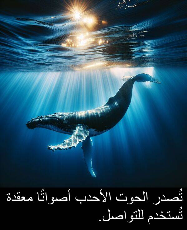 الأحدب: تُصدر الحوت الأحدب أصواتًا معقدة تُستخدم للتواصل.