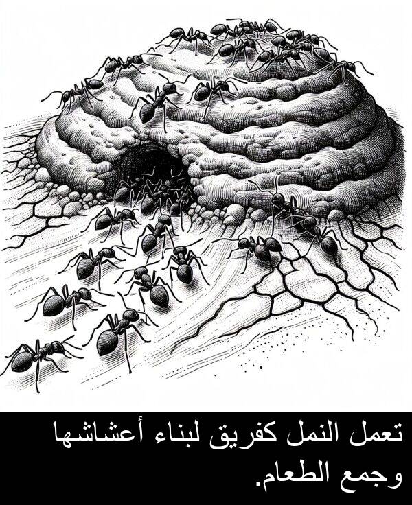 كفريق: تعمل النمل كفريق لبناء أعشاشها وجمع الطعام.