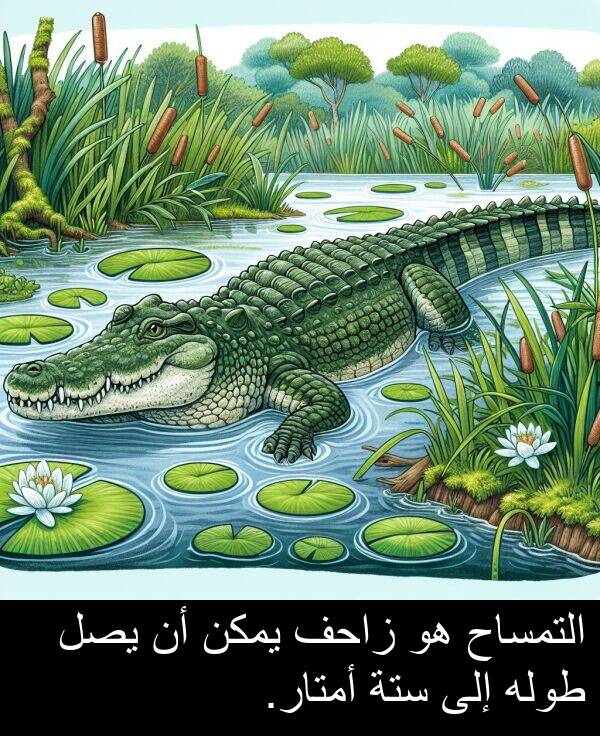 طوله: التمساح هو زاحف يمكن أن يصل طوله إلى ستة أمتار.