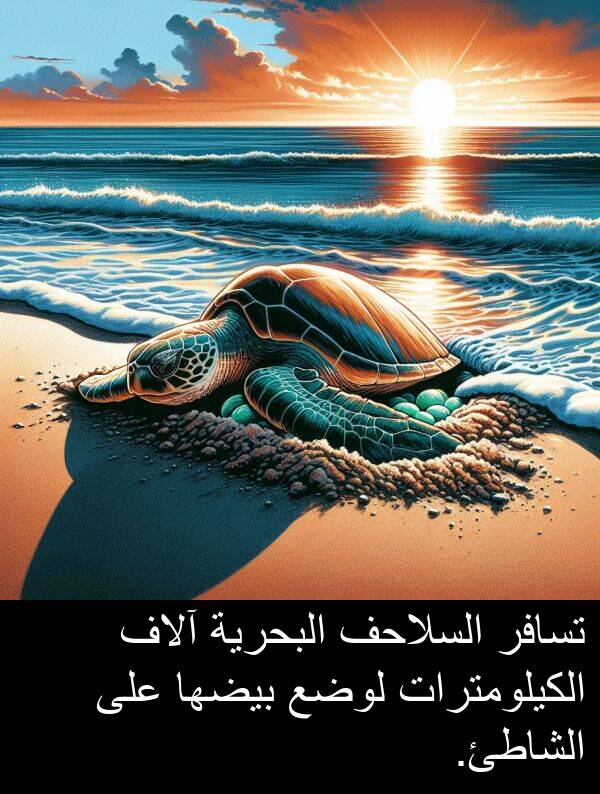 لوضع: تسافر السلاحف البحرية آلاف الكيلومترات لوضع بيضها على الشاطئ.