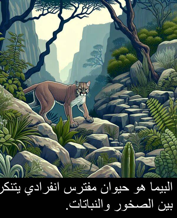 البيما: البيما هو حيوان مفترس انفرادي يتنكر بين الصخور والنباتات.