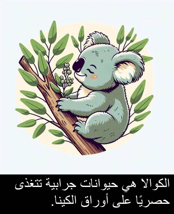 تتغذى: الكوالا هي حيوانات جرابية تتغذى حصريًا على أوراق الكينا.