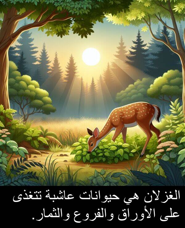 تتغذى: الغزلان هي حيوانات عاشبة تتغذى على الأوراق والفروع والثمار.