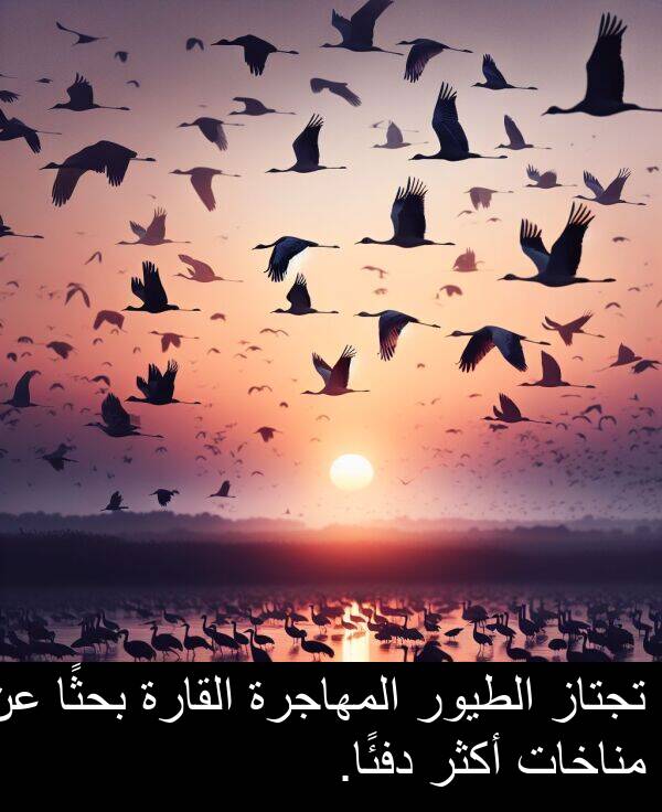 دفئًا: تجتاز الطيور المهاجرة القارة بحثًا عن مناخات أكثر دفئًا.