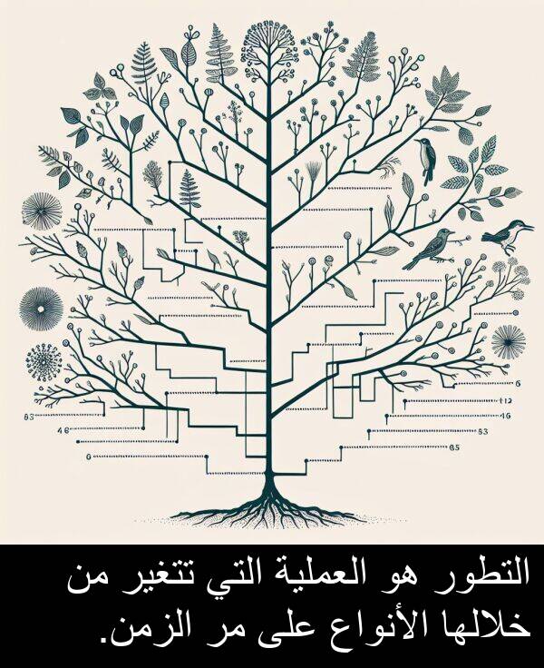 تتغير: التطور هو العملية التي تتغير من خلالها الأنواع على مر الزمن.