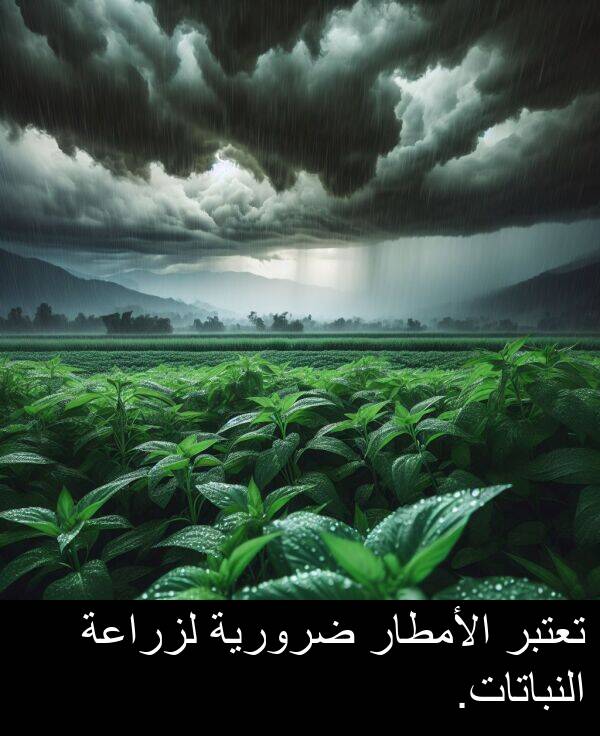 ضرورية: تعتبر الأمطار ضرورية لزراعة النباتات.