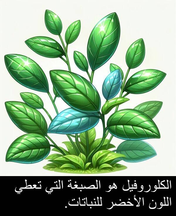 الأخضر: الكلوروفيل هو الصبغة التي تعطي اللون الأخضر للنباتات.