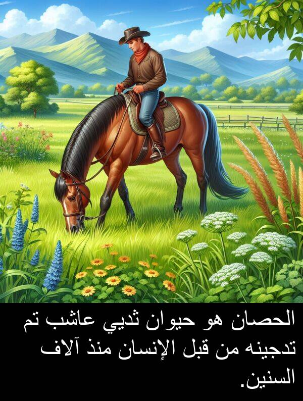 عاشب: الحصان هو حيوان ثديي عاشب تم تدجينه من قبل الإنسان منذ آلاف السنين.