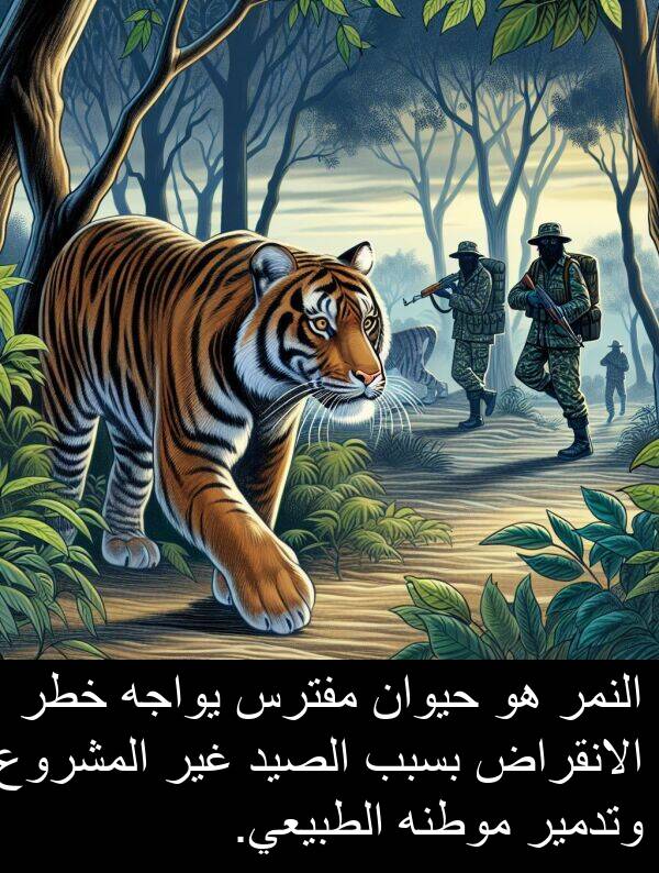 خطر: النمر هو حيوان مفترس يواجه خطر الانقراض بسبب الصيد غير المشروع وتدمير موطنه الطبيعي.