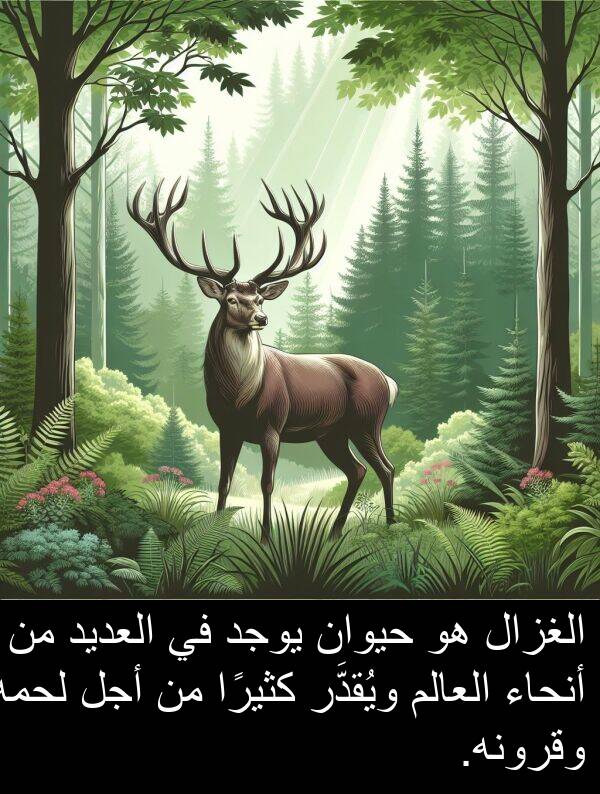 لحمه: الغزال هو حيوان يوجد في العديد من أنحاء العالم ويُقدَّر كثيرًا من أجل لحمه وقرونه.