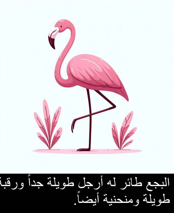 طويلة: البجع طائر له أرجل طويلة جداً ورقبة طويلة ومنحنية أيضاً.