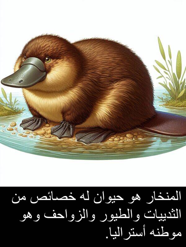 أستراليا: المنخار هو حيوان له خصائص من الثدييات والطيور والزواحف وهو موطنه أستراليا.
