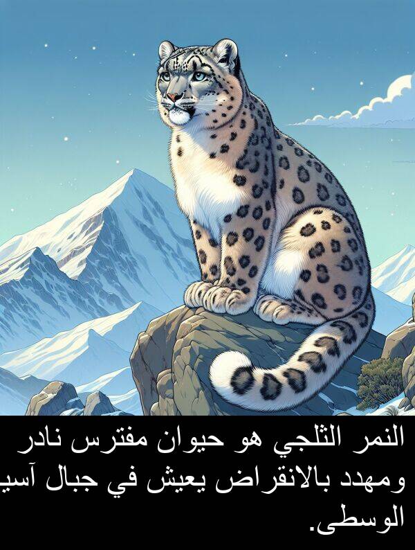 آسيا: النمر الثلجي هو حيوان مفترس نادر ومهدد بالانقراض يعيش في جبال آسيا الوسطى.