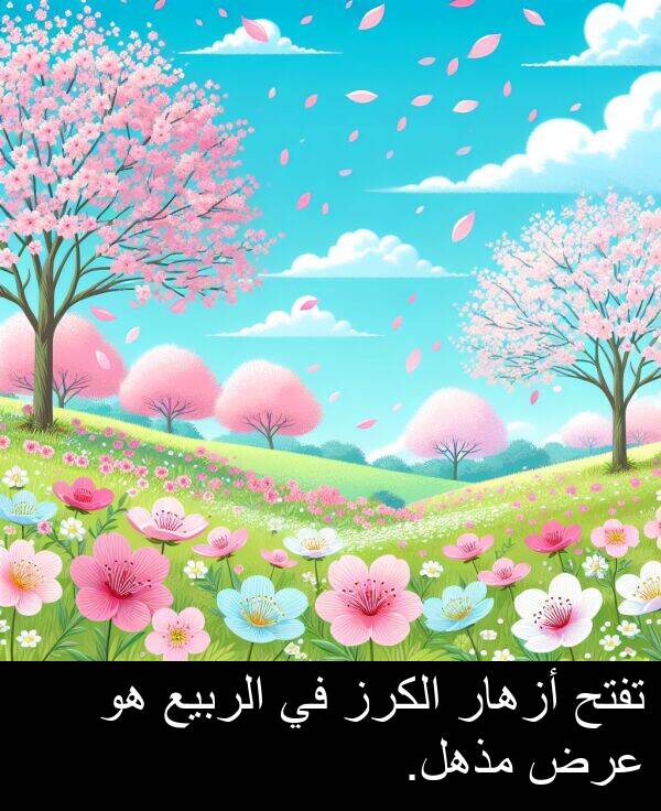 عرض: تفتح أزهار الكرز في الربيع هو عرض مذهل.