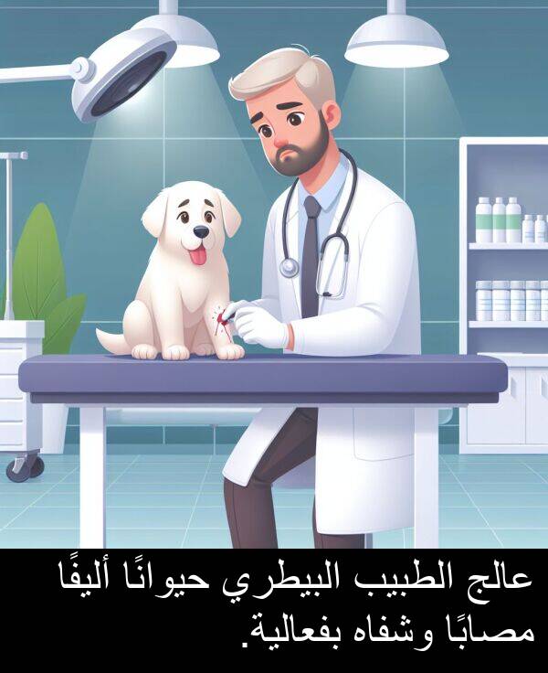 عالج: عالج الطبيب البيطري حيوانًا أليفًا مصابًا وشفاه بفعالية.