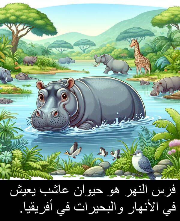 عاشب: فرس النهر هو حيوان عاشب يعيش في الأنهار والبحيرات في أفريقيا.
