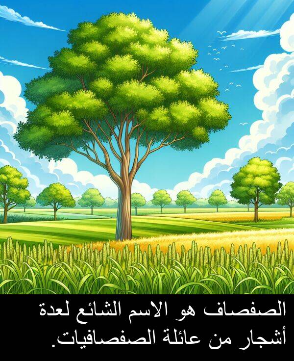 عائلة: الصفصاف هو الاسم الشائع لعدة أشجار من عائلة الصفصافيات.