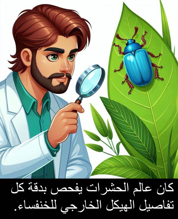 عالم: كان عالم الحشرات يفحص بدقة كل تفاصيل الهيكل الخارجي للخنفساء.