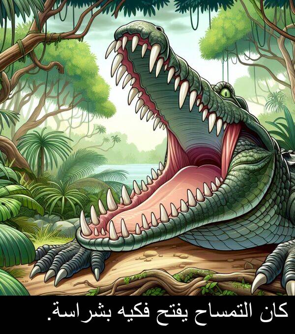 كان: كان التمساح يفتح فكيه بشراسة.