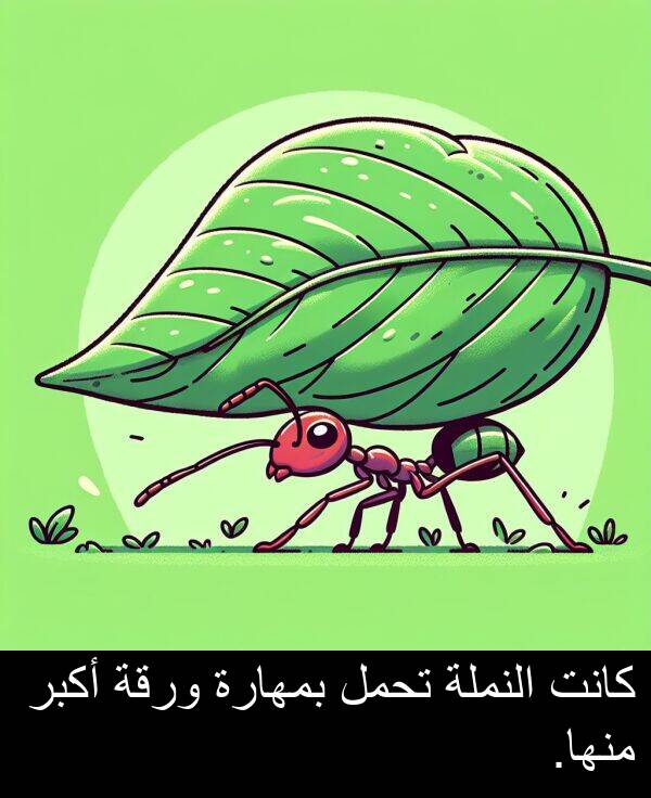 أكبر: كانت النملة تحمل بمهارة ورقة أكبر منها.