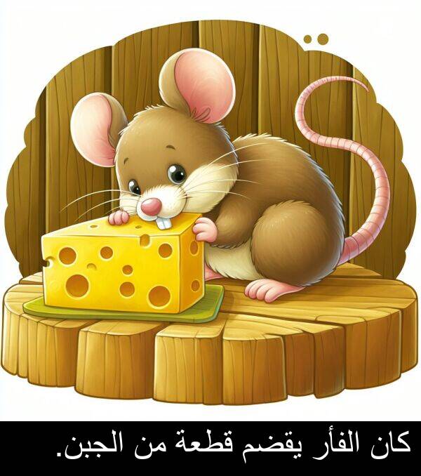 كان: كان الفأر يقضم قطعة من الجبن.