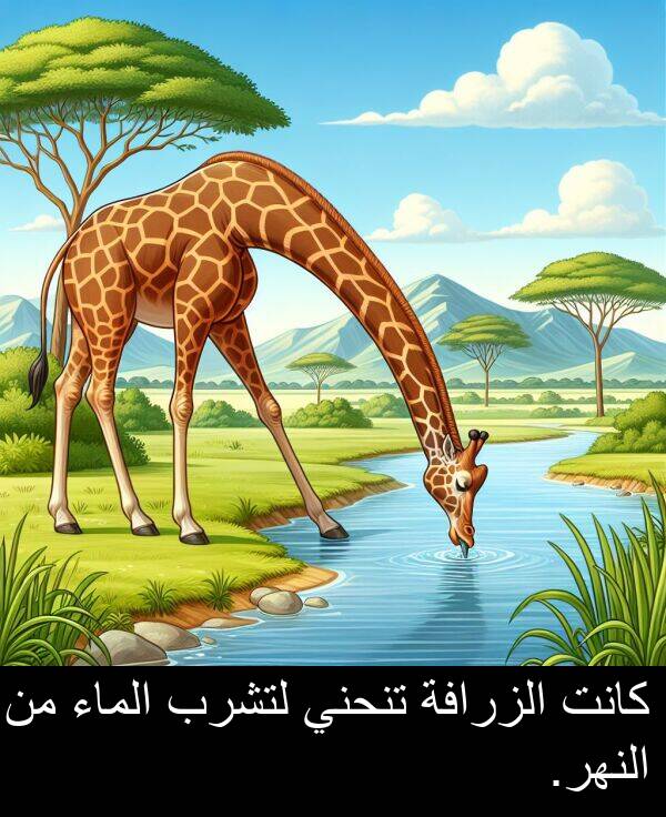 لتشرب: كانت الزرافة تنحني لتشرب الماء من النهر.
