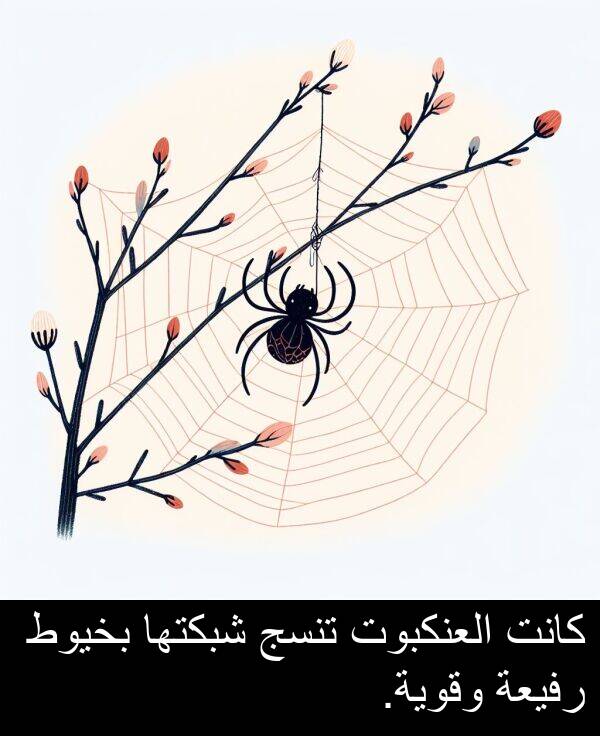 رفيعة: كانت العنكبوت تنسج شبكتها بخيوط رفيعة وقوية.