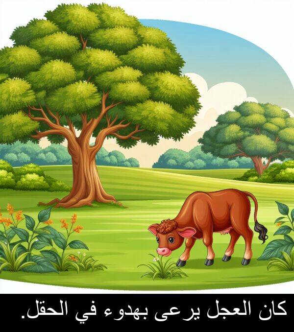 يرعى: كان العجل يرعى بهدوء في الحقل.