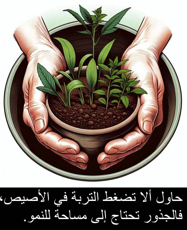 للنمو: حاول ألا تضغط التربة في الأصيص، فالجذور تحتاج إلى مساحة للنمو.