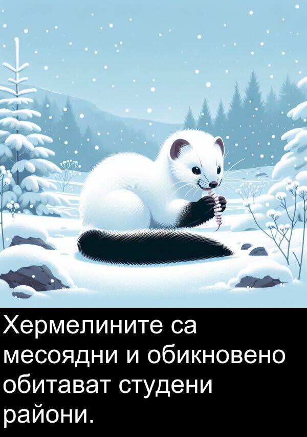 обитават: Хермелините са месоядни и обикновено обитават студени райони.