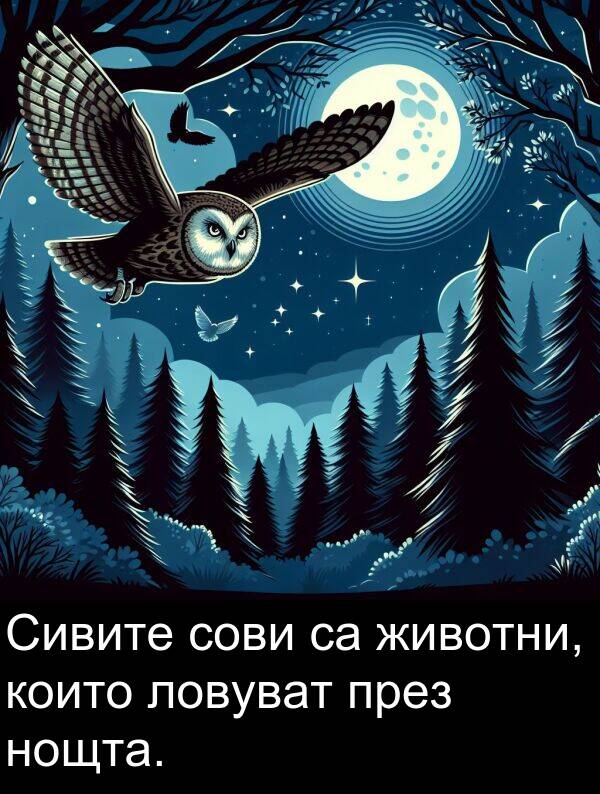 през: Сивите сови са животни, които ловуват през нощта.