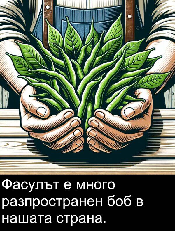 боб: Фасулът е много разпространен боб в нашата страна.