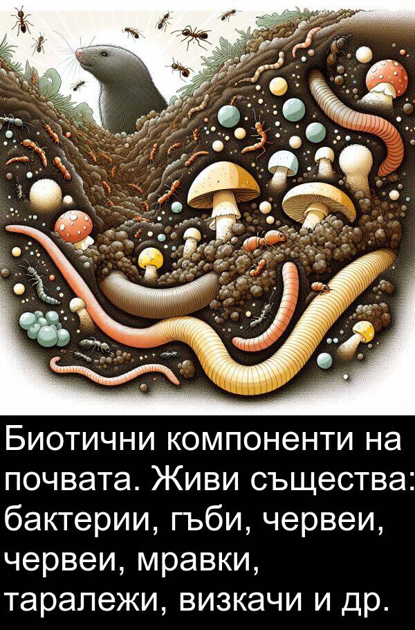 червеи: Биотични компоненти на почвата. Живи същества: бактерии, гъби, червеи, червеи, мравки, таралежи, визкачи и др.