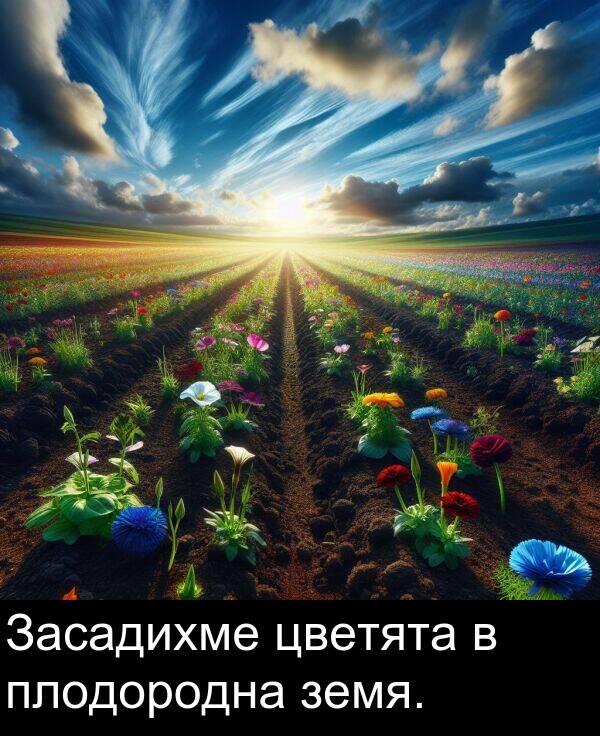 цветята: Засадихме цветята в плодородна земя.