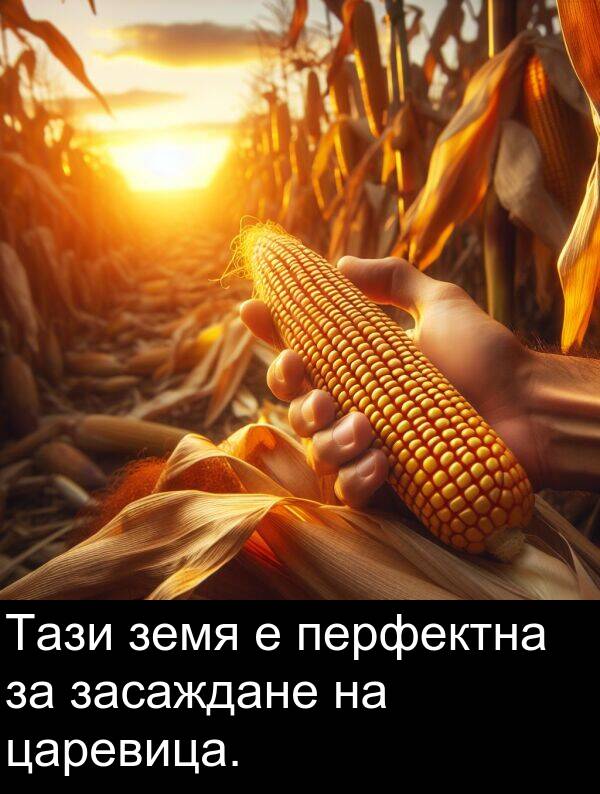 царевица: Тази земя е перфектна за засаждане на царевица.
