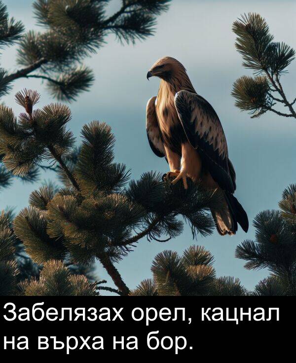 бор: Забелязах орел, кацнал на върха на бор.