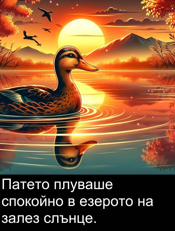 езерото: Патето плуваше спокойно в езерото на залез слънце.