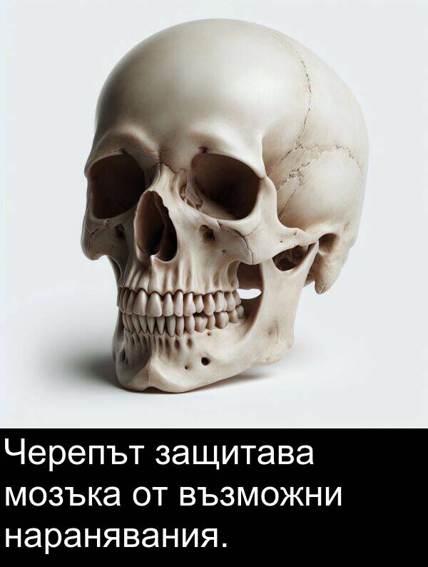наранявания: Черепът защитава мозъка от възможни наранявания.