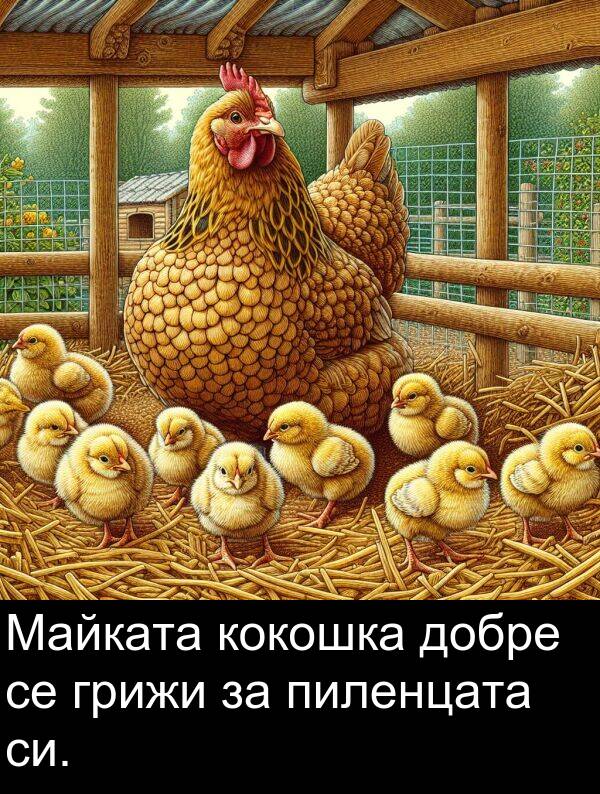 добре: Майката кокошка добре се грижи за пиленцата си.