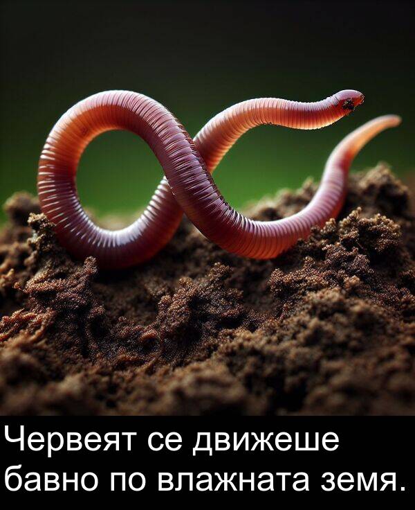бавно: Червеят се движеше бавно по влажната земя.
