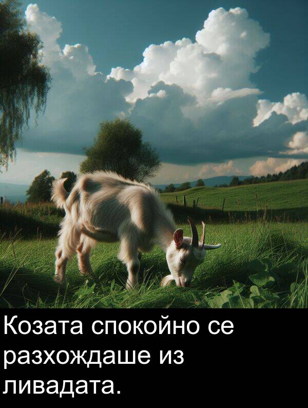 разхождаше: Козата спокойно се разхождаше из ливадата.