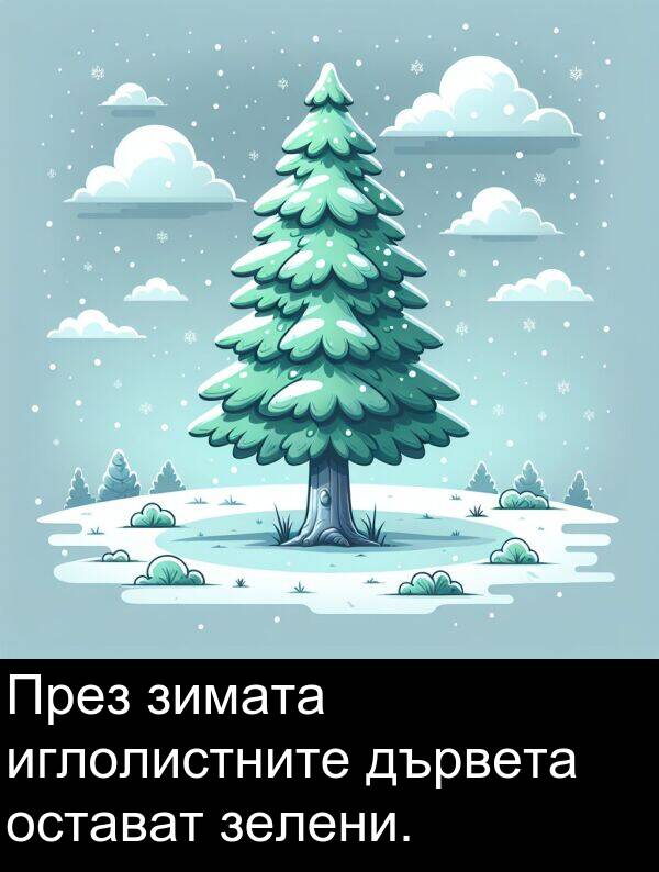 иглолистните: През зимата иглолистните дървета остават зелени.