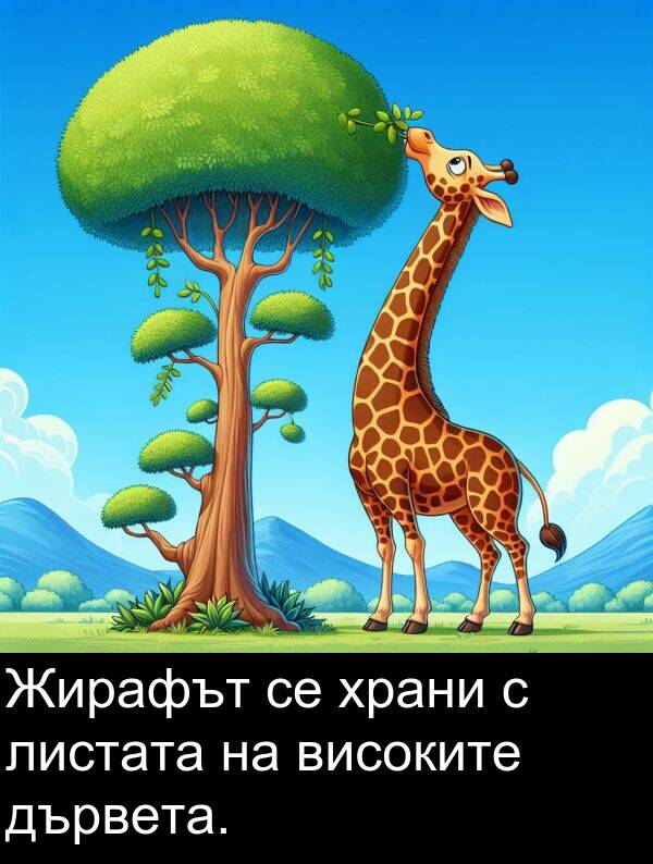 високите: Жирафът се храни с листата на високите дървета.