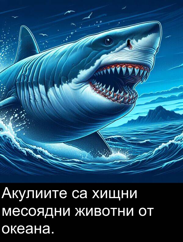 месоядни: Акулиите са хищни месоядни животни от океана.
