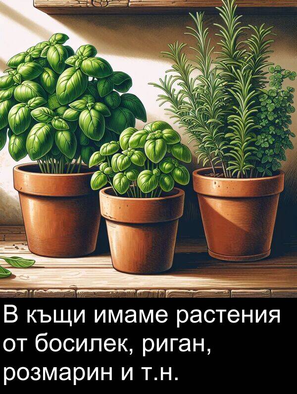 босилек: В къщи имаме растения от босилек, риган, розмарин и т.н.