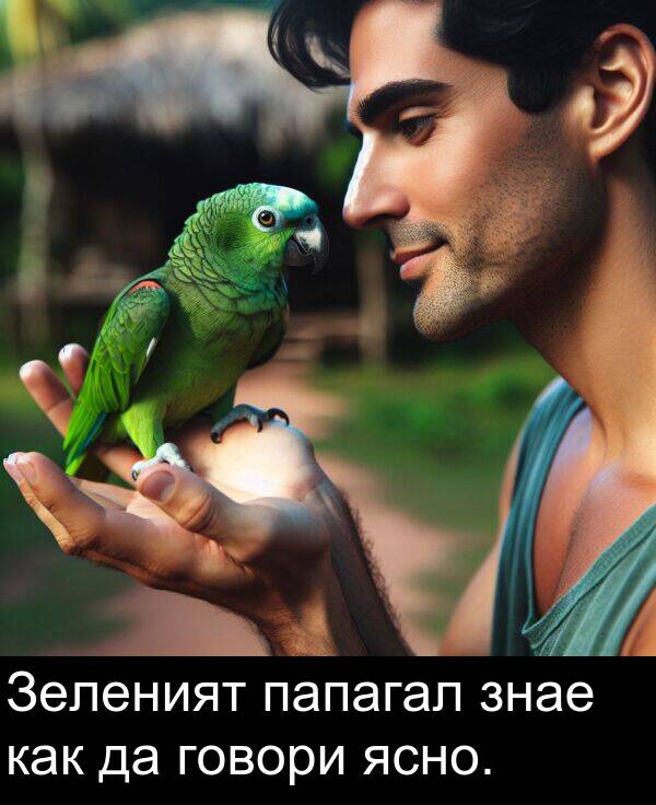 ясно: Зеленият папагал знае как да говори ясно.