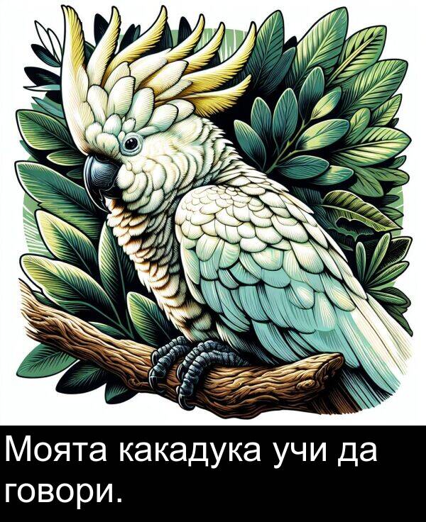 учи: Моята какадука учи да говори.