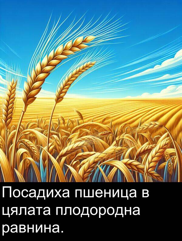 цялата: Посадиха пшеница в цялата плодородна равнина.