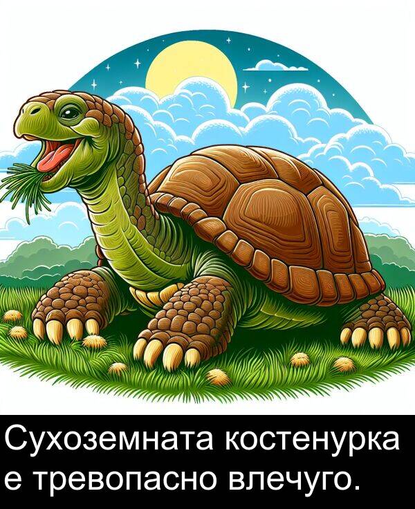 влечуго: Сухоземната костенурка е тревопасно влечуго.